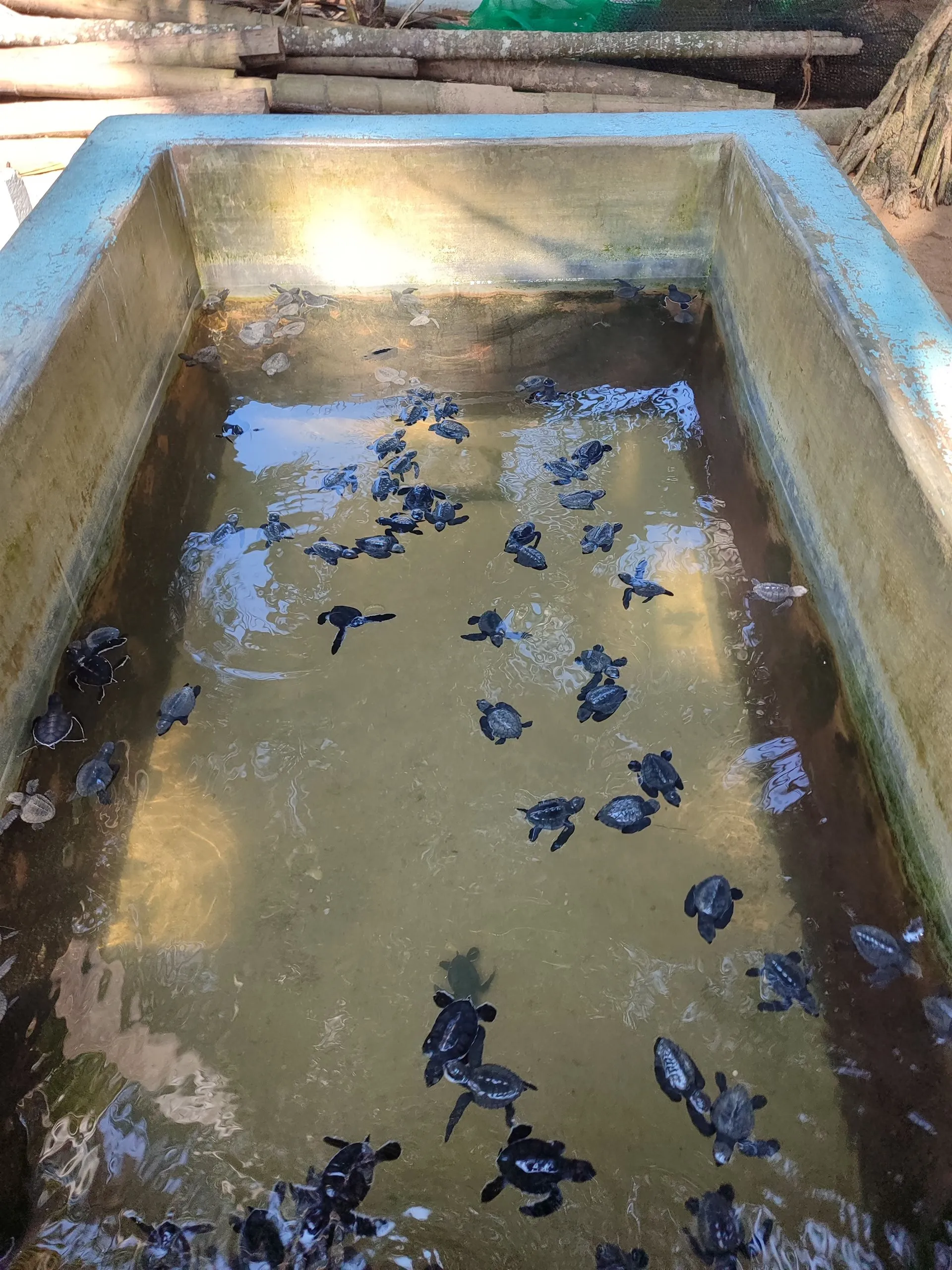 Young turtles in a tank at a hatchery near Bentota