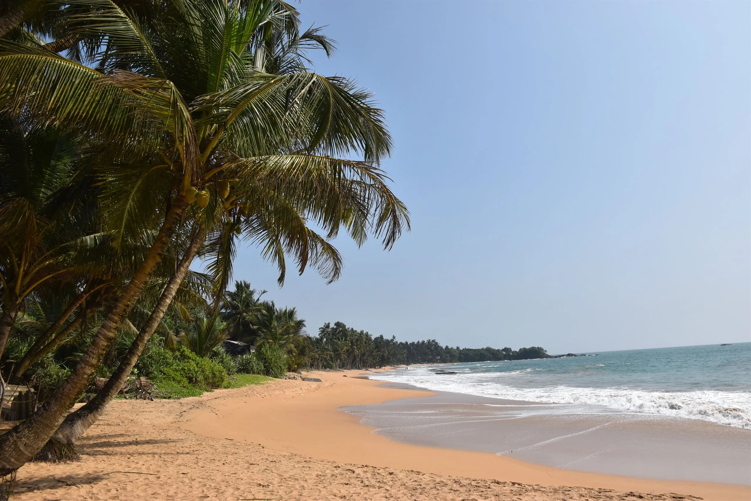 A palm branch framing the open sea