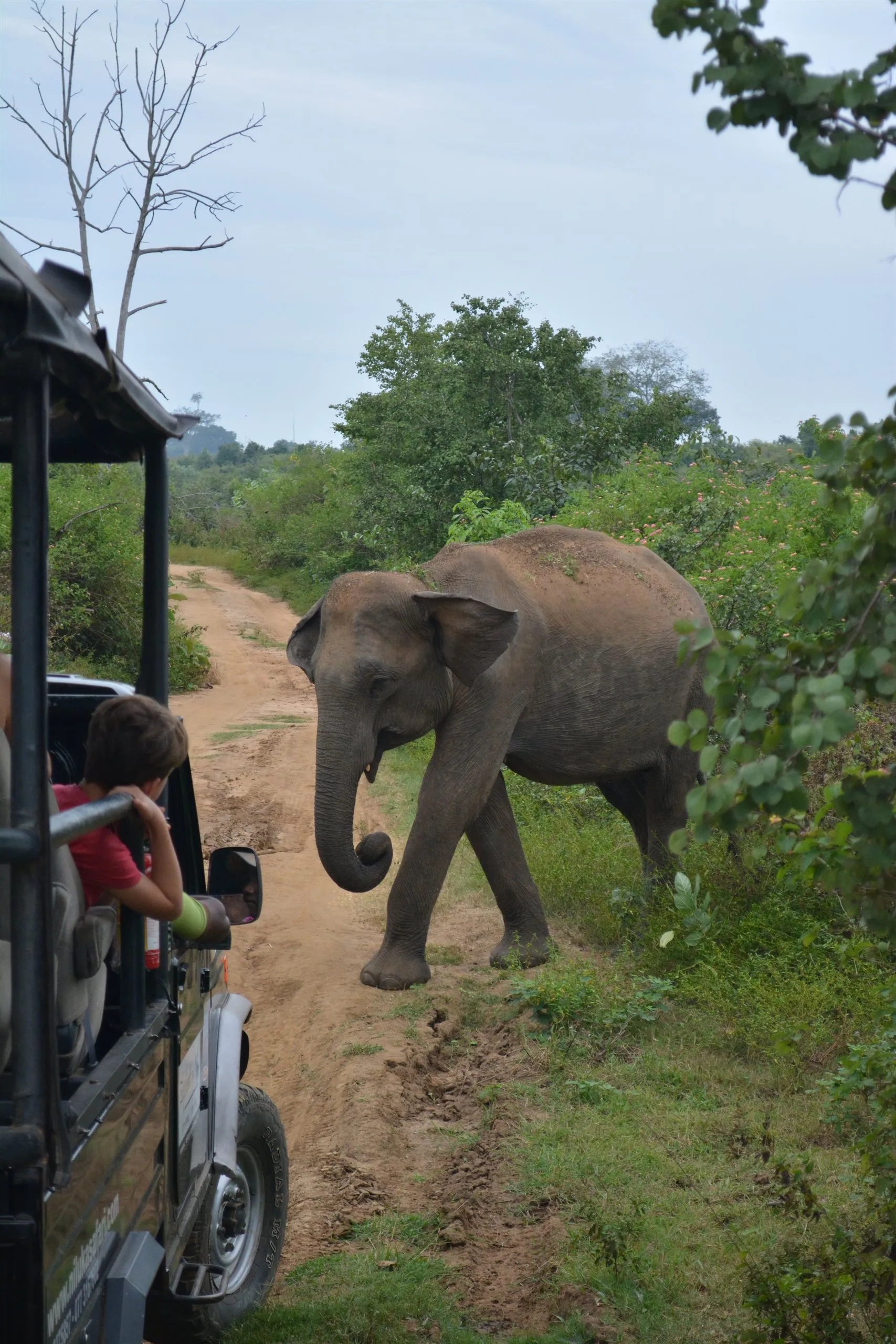 Safari & tea country