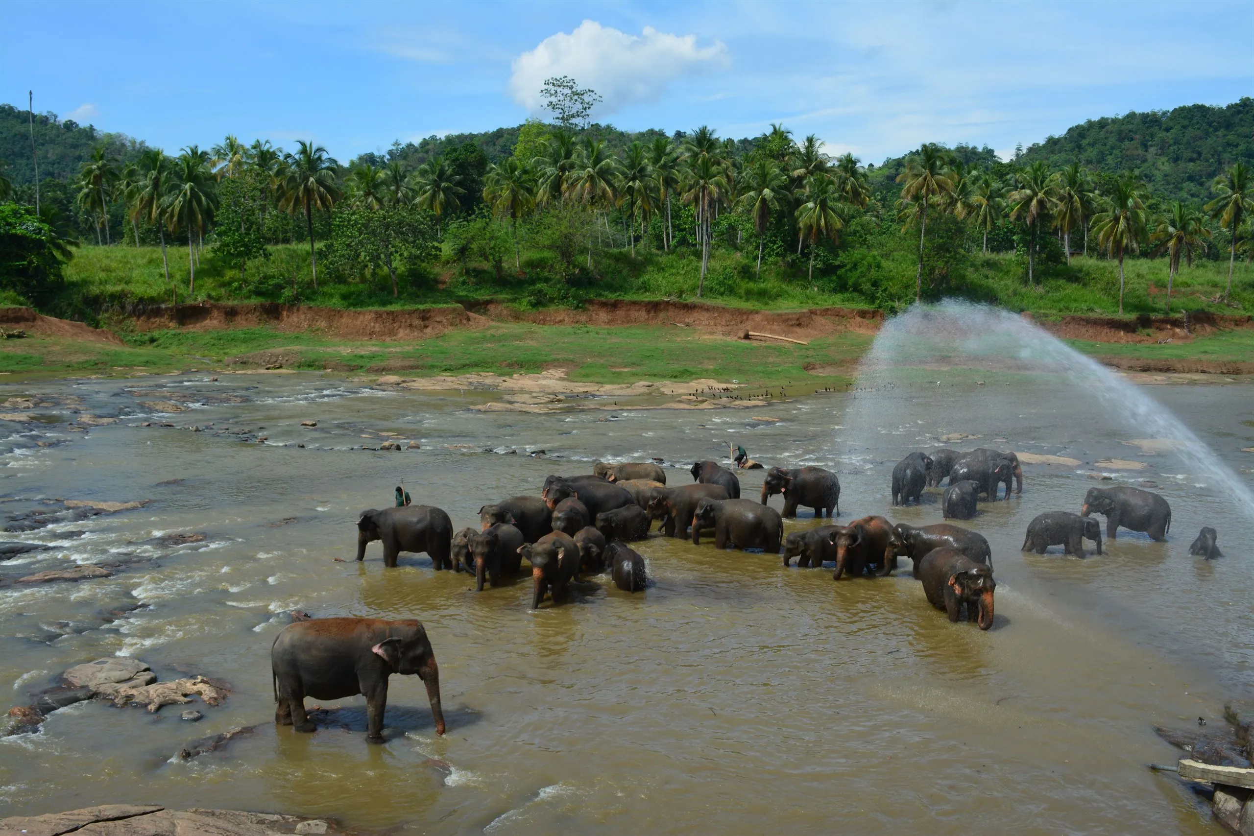 The elephant herd bathing in the river at Pinnawala, water flying
